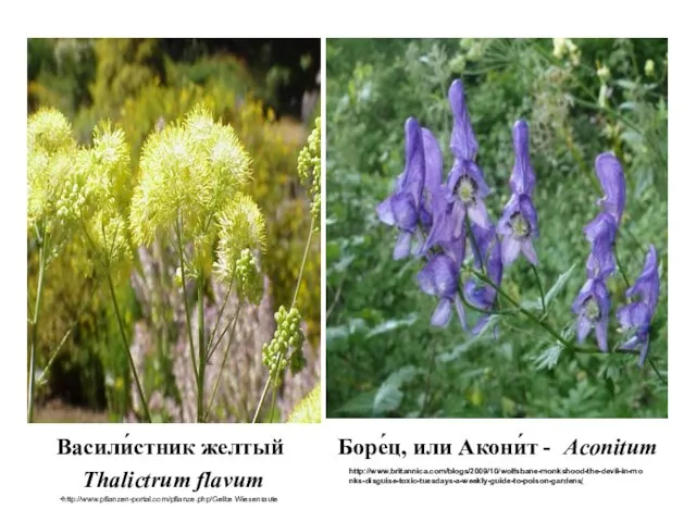 Васили́стник желтый Thalictrum flavum http://www.pflanzen-portal.com/pflanze.php/Gelbe Wiesenraute Боре́ц, или Акони́т - Aconitum http://www.britannica.com/blogs/2009/10/wolfsbane-monkshood-the-devil-in-monks-disguise-toxic-tuesdays-a-weekly-guide-to-poison-gardens/