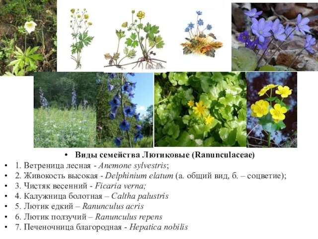 Виды семейства Лютиковые (Ranunculaceae) 1. Ветреница лесная - Anemone sylvestris; 2.