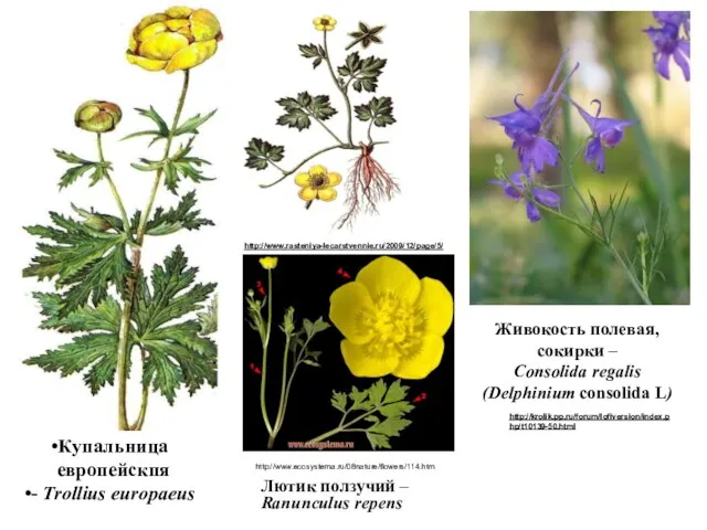 Купальница европейскпя - Trollius europaeus Лютик ползучий – Ranunculus repens http://www.rasteniya-lecarstvennie.ru/2009/12/page/5/