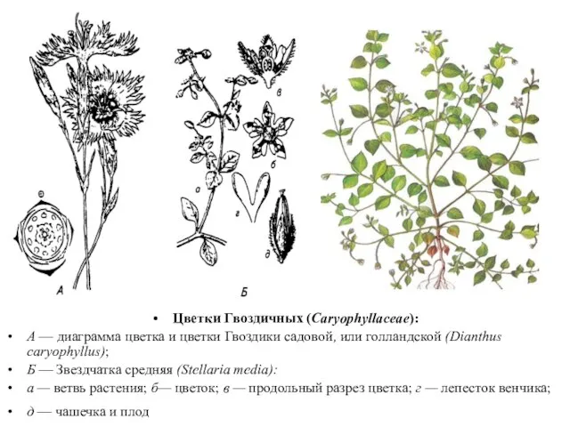 Цветки Гвоздичных (Caryophyllaceae): А — диаграмма цветка и цветки Гвоздики садовой,