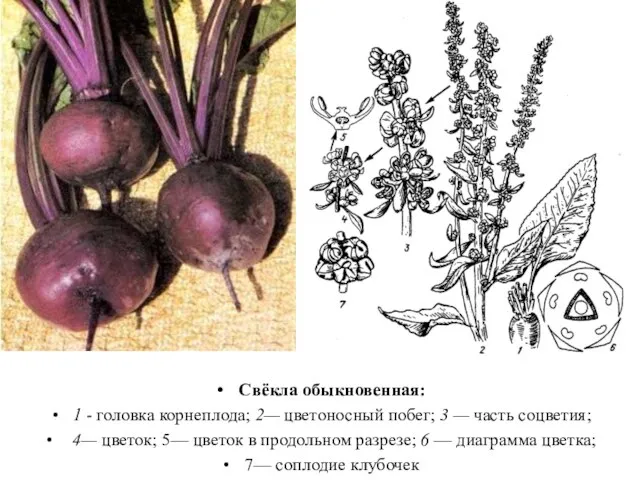 Свёкла обыкновенная: 1 - головка корнеплода; 2— цветоносный побег; 3 —