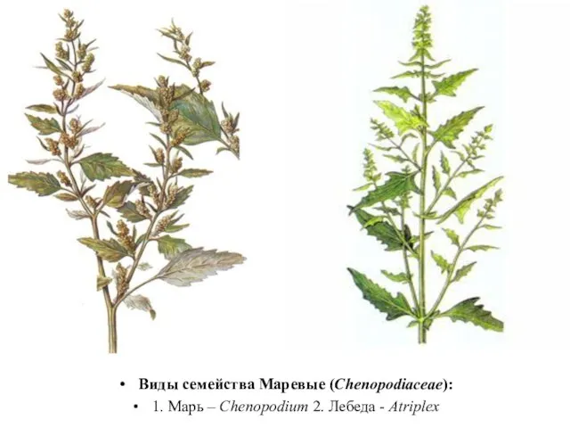Виды семейства Маревые (Chenopodiaceae): 1. Марь – Chenopodium 2. Лебеда - Atriplex