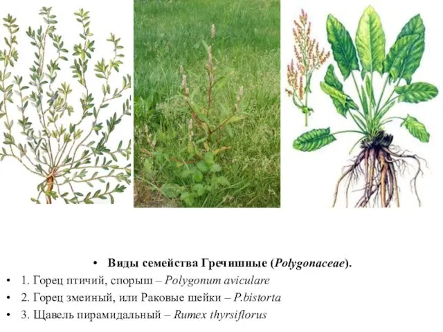 Виды семейства Гречишные (Polygonaceae). 1. Горец птичий, спорыш – Polygonum aviculare