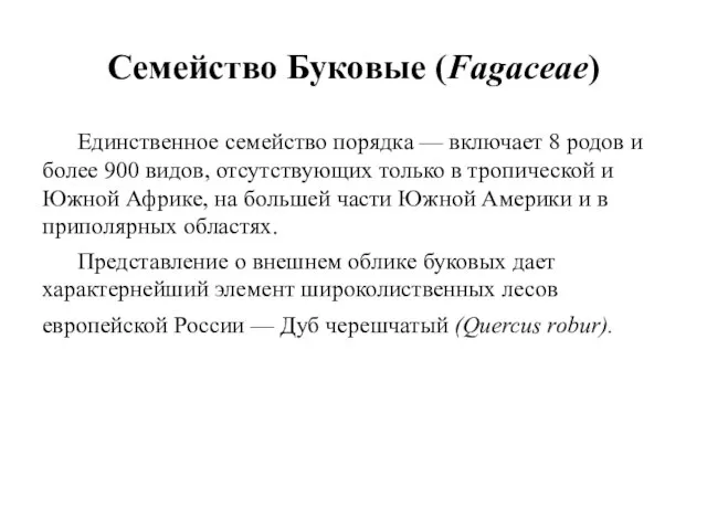 Семейство Буковые (Fagaceae) Единственное семейство порядка — включает 8 родов и