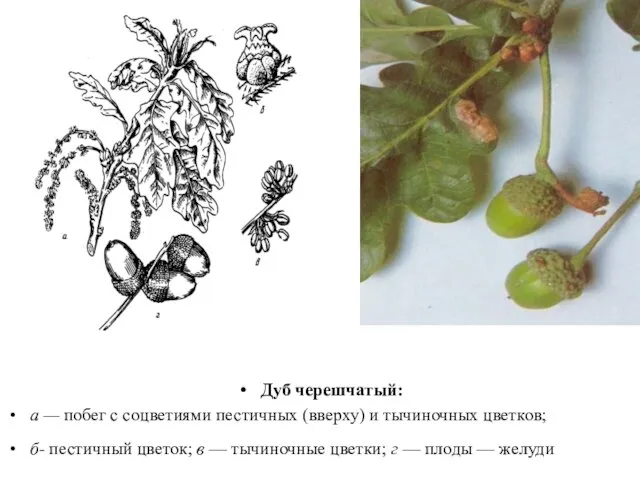Дуб черешчатый: а — побег с соцветиями пестичных (вверху) и тычиночных