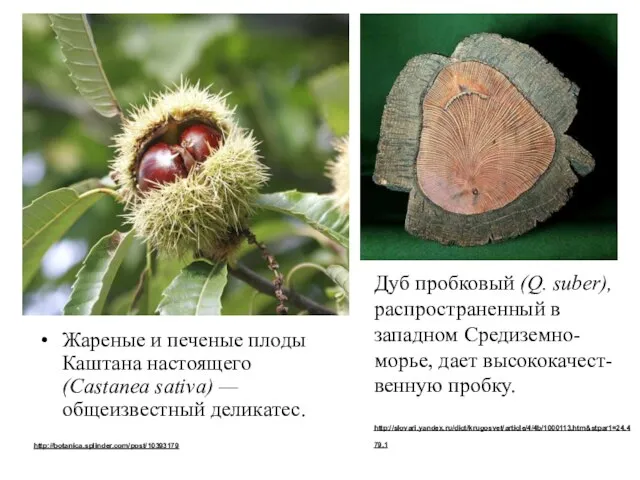 Жареные и печеные плоды Каштана настоящего (Castanea sativa) — общеизвестный деликатес.