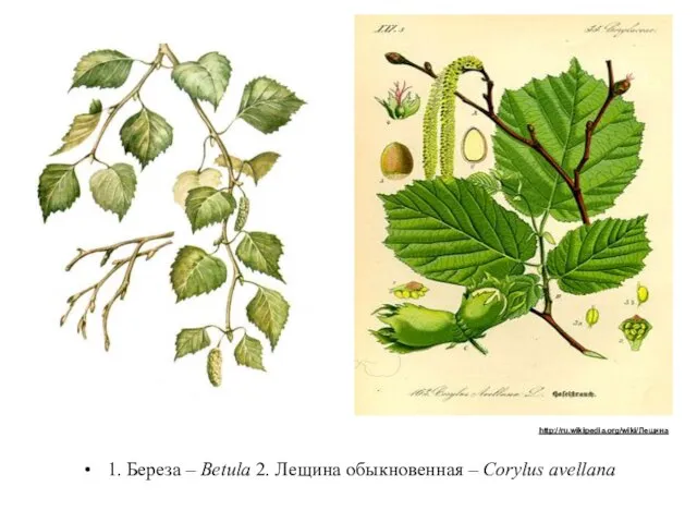 1. Береза – Betula 2. Лещина обыкновенная – Corylus avellana http://ru.wikipedia.org/wiki/Лещина