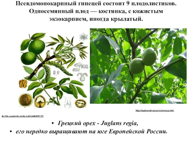 Псевдомонокарпный гинецей состоит 9 плодолистиков. Односемянный плод — костянка, с кожистым