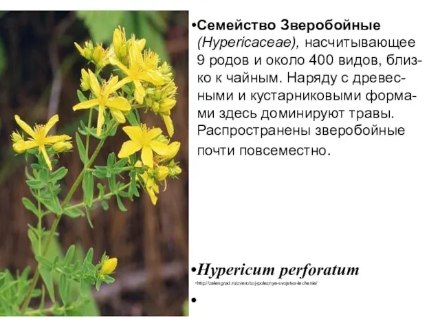 Семейство Зверобойные (Hypericaceae), насчитывающее 9 родов и около 400 видов, близ-ко