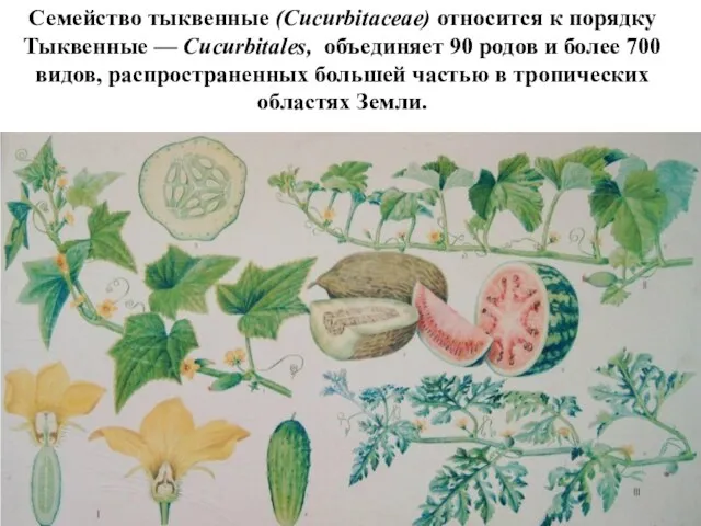 Семейство тыквенные (Cucurbitaceae) относится к порядку Тыквенные — Cucurbitales, объединяет 90