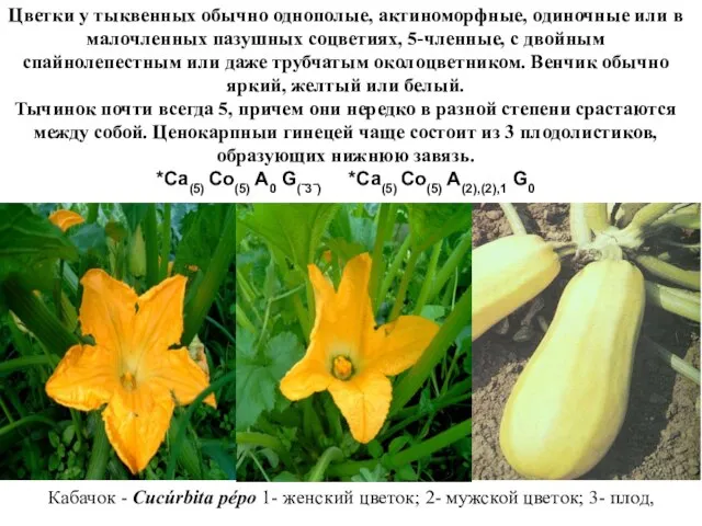 Кабачок - Cucúrbita pépo 1- женский цветок; 2- мужской цветок; 3-