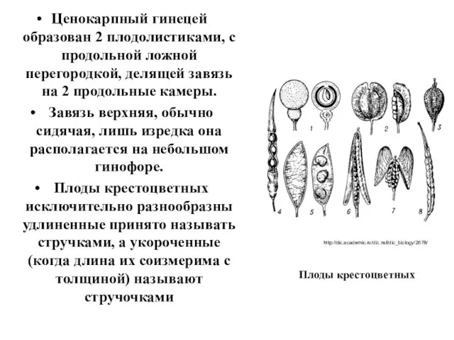 Ценокарпный гинецей образован 2 плодолистиками, с продольной ложной перегородкой, делящей завязь