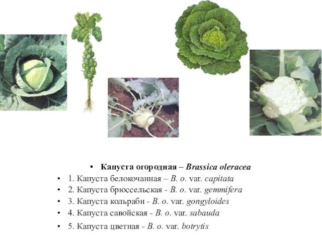 Капуста огородная – Brassica oleracea 1. Капуста белокочанная – B. o.