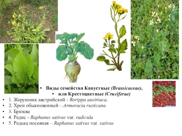 Виды семейства Капустные (Brassicaceae), или Крестоцветные (Cruciferae) 1. Жерушник австрийский -