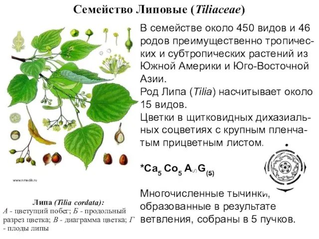 Семейство Липовые (Tiliaсеае) В семействе около 450 видов и 46 родов