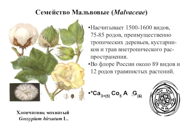 Семейство Мальвовые (Malvaceae) Насчитывает 1500-1600 видов, 75-85 родов, преимущественно тропических деревьев,
