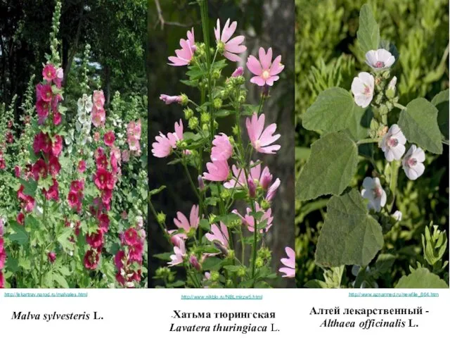 http://lekartrav.narod.ru/malvales.html Malva sylvesteris L. http://www.nikblo.ru/NBLmirzw5.html -Хатьма тюрингская Lavatera thuringiaca L. Алтей