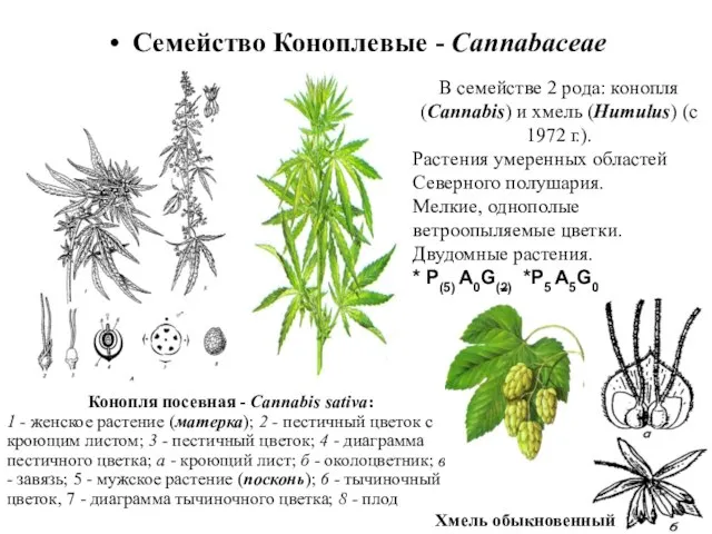 В семействе 2 рода: конопля (Cannabis) и хмель (Humulus) (с 1972