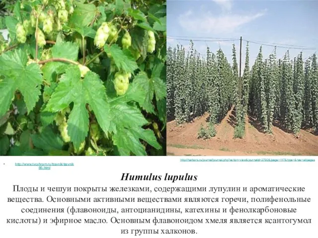 http://www.tvoyhram.ru/travnik/travnik86.html Humulus lupulus Плоды и чешуи покрыты железками, содержащими лупулин и