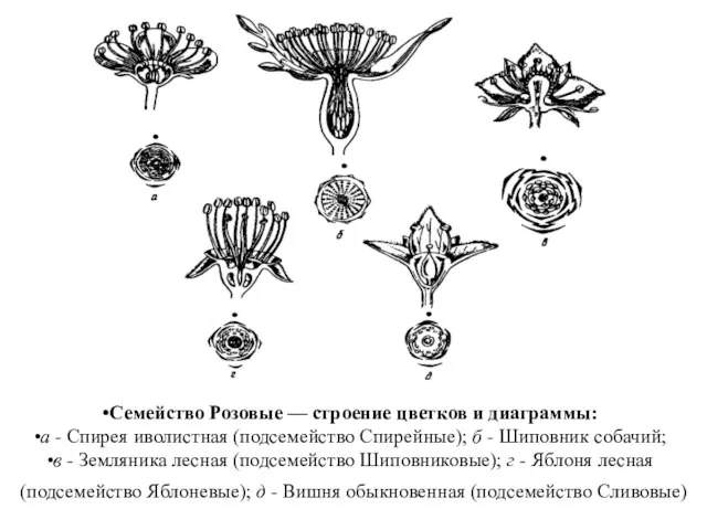 Семейство Розовые — строение цветков и диаграммы: а - Спирея иволистная