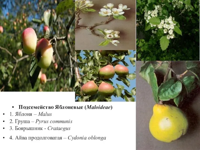 Подсемейство Яблоневые (Maloideae) 1. Яблоня – Malus 2. Груша – Pyrus