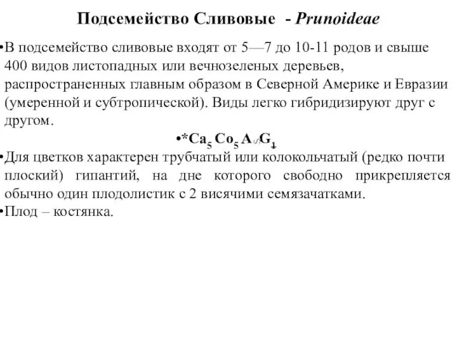 Подсемейство Сливовые - Prunoideae В подсемейство сливовые входят от 5—7 до