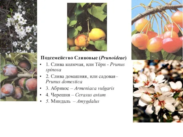 Подсемейство Сливовые (Prunoideae) 1. Слива колючая, или Тёрн - Prunus spinosa