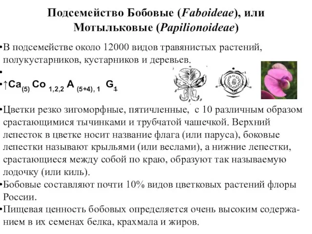 Подсемейство Бобовые (Faboideae), или Мотыльковые (Papilionoideae) В подсемействе около 12000 видов