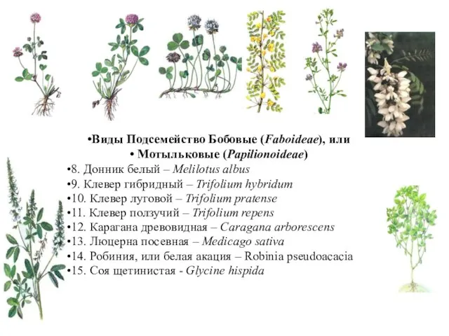 Виды Подсемейство Бобовые (Faboideae), или Мотыльковые (Papilionoideae) 8. Донник белый –