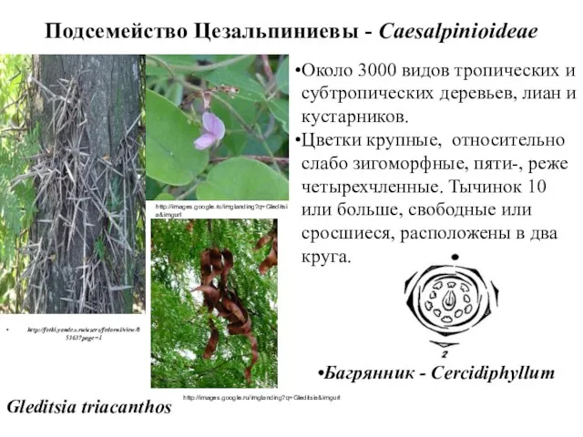 Подсемейство Цезальпиниевы - Caesalpinioideae Gleditsia triacanthos Около 3000 видов тропических и
