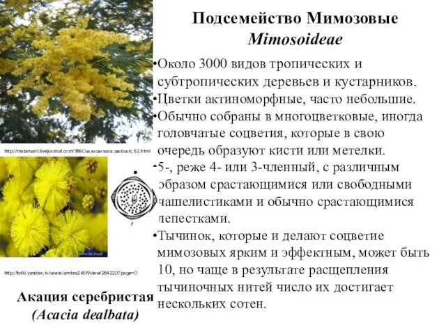 Подсемейство Мимозовые Mimosoideae Около 3000 видов тропических и субтропических деревьев и