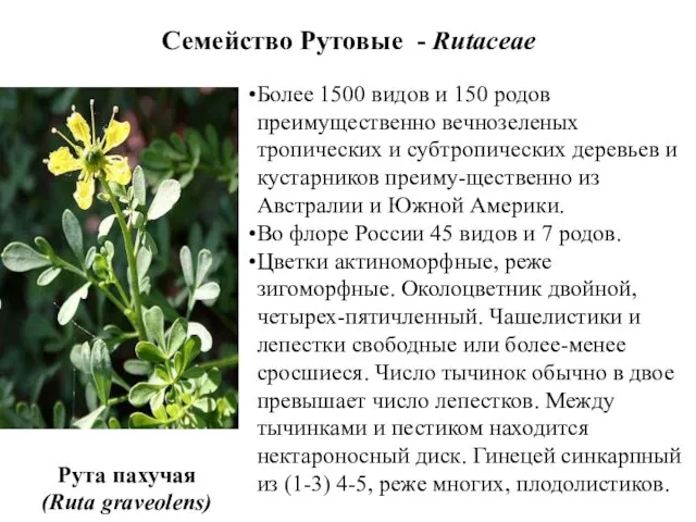 Семейство Рутовые - Rutaceae Более 1500 видов и 150 родов преимущественно