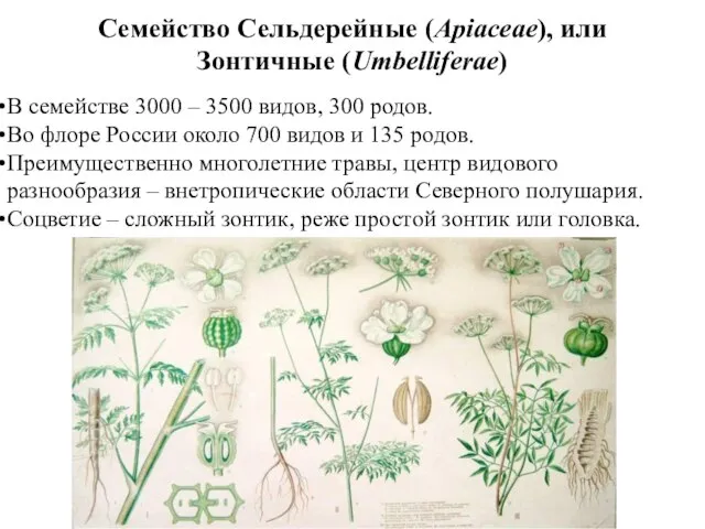 Семейство Сельдерейные (Apiaceae), или Зонтичные (Umbelliferae) В семействе 3000 – 3500