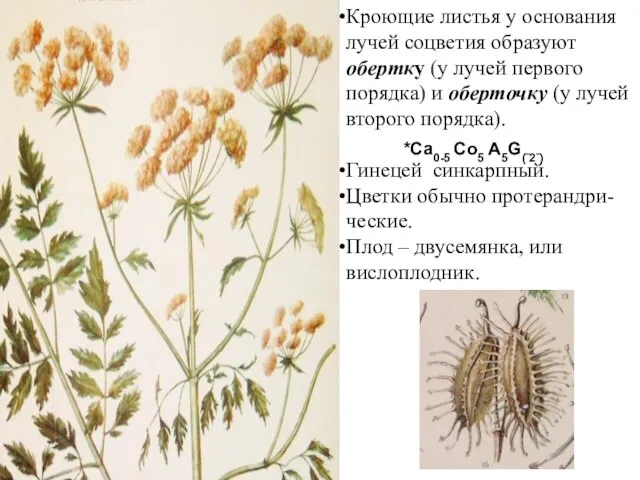 Кроющие листья у основания лучей соцветия образуют обертку (у лучей первого