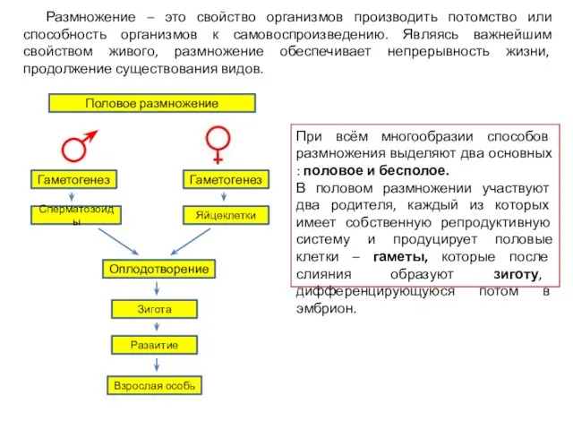 Размножение – это свойство организмов производить потомство или способность организмов к