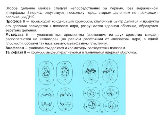 Второе деление мейоза следует непосредственно за первым, без выраженной интерфазы: S-период