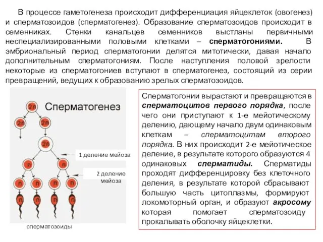 В процессе гаметогенеза происходит дифференциация яйцеклеток (овогенез) и сперматозоидов (сперматогенез). Образование