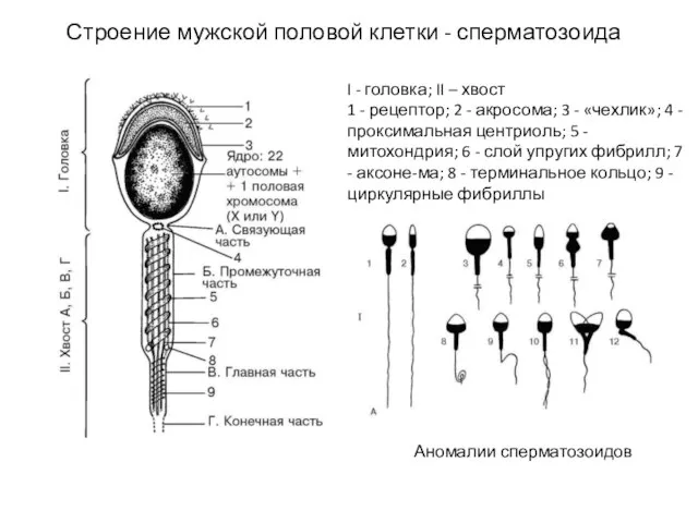 Строение мужской половой клетки - сперматозоида I - головка; II –