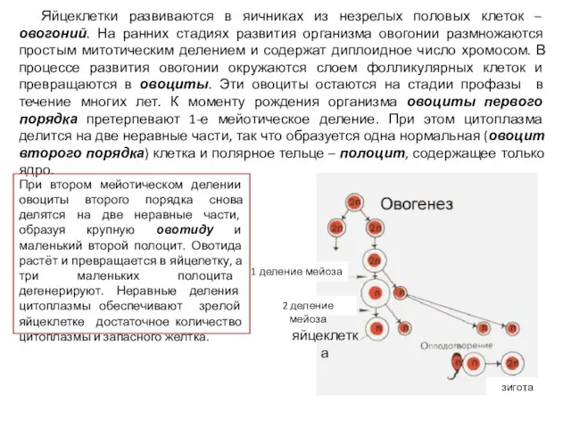 Яйцеклетки развиваются в яичниках из незрелых половых клеток – овогоний. На