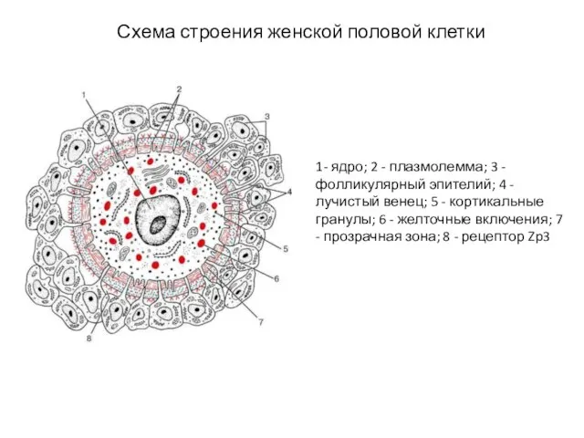 Схема строения женской половой клетки 1- ядро; 2 - плазмолемма; 3