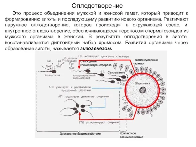 Оплодотворение Это процесс объединения мужской и женской гамет, который приводит к