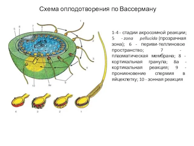 Схема оплодотворения по Вассерману 1-4 - стадии акросомной реакции; 5 -