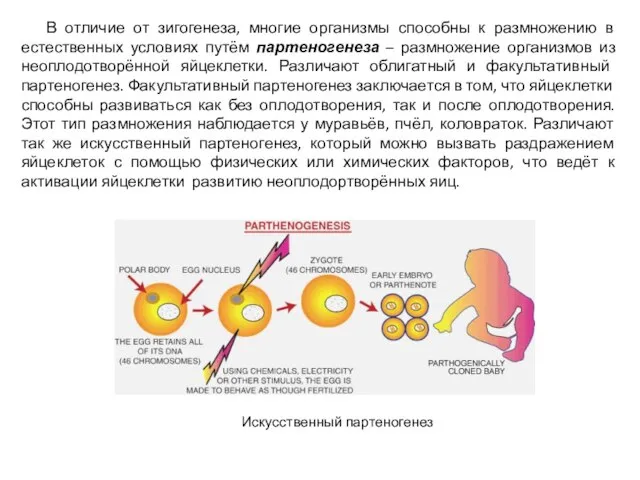 В отличие от зигогенеза, многие организмы способны к размножению в естественных