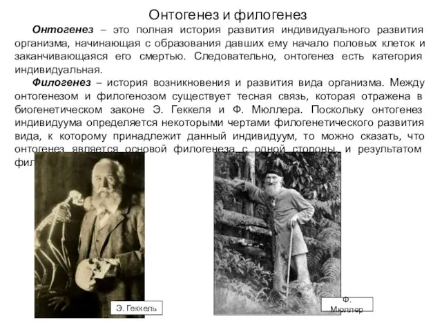 Онтогенез и филогенез Онтогенез – это полная история развития индивидуального развития