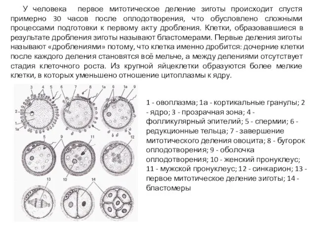 У человека первое митотическое деление зиготы происходит спустя примерно 30 часов