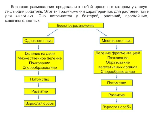 Бесполое размножение представляет собой процесс в котором участвует лишь один родитель.