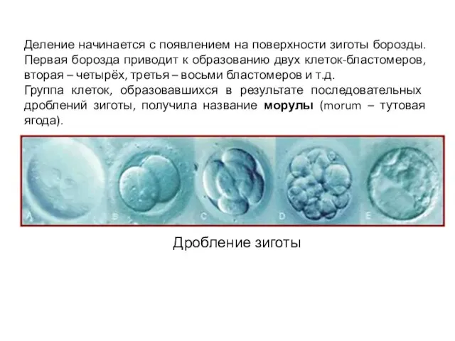 Деление начинается с появлением на поверхности зиготы борозды. Первая борозда приводит