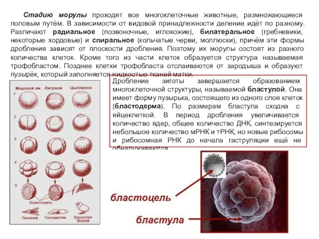 Стадию морулы проходят все многоклеточные животные, размножающиеся половым путём. В зависимости