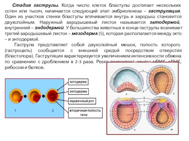 Стадия гаструлы. Когда число клеток бластулы достигает нескольких сотен или тысяч,