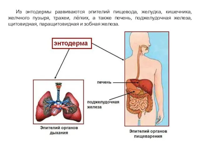 Из энтодермы развиваются эпителий пищевода, желудка, кишечника, желчного пузыря, трахеи, лёгких,